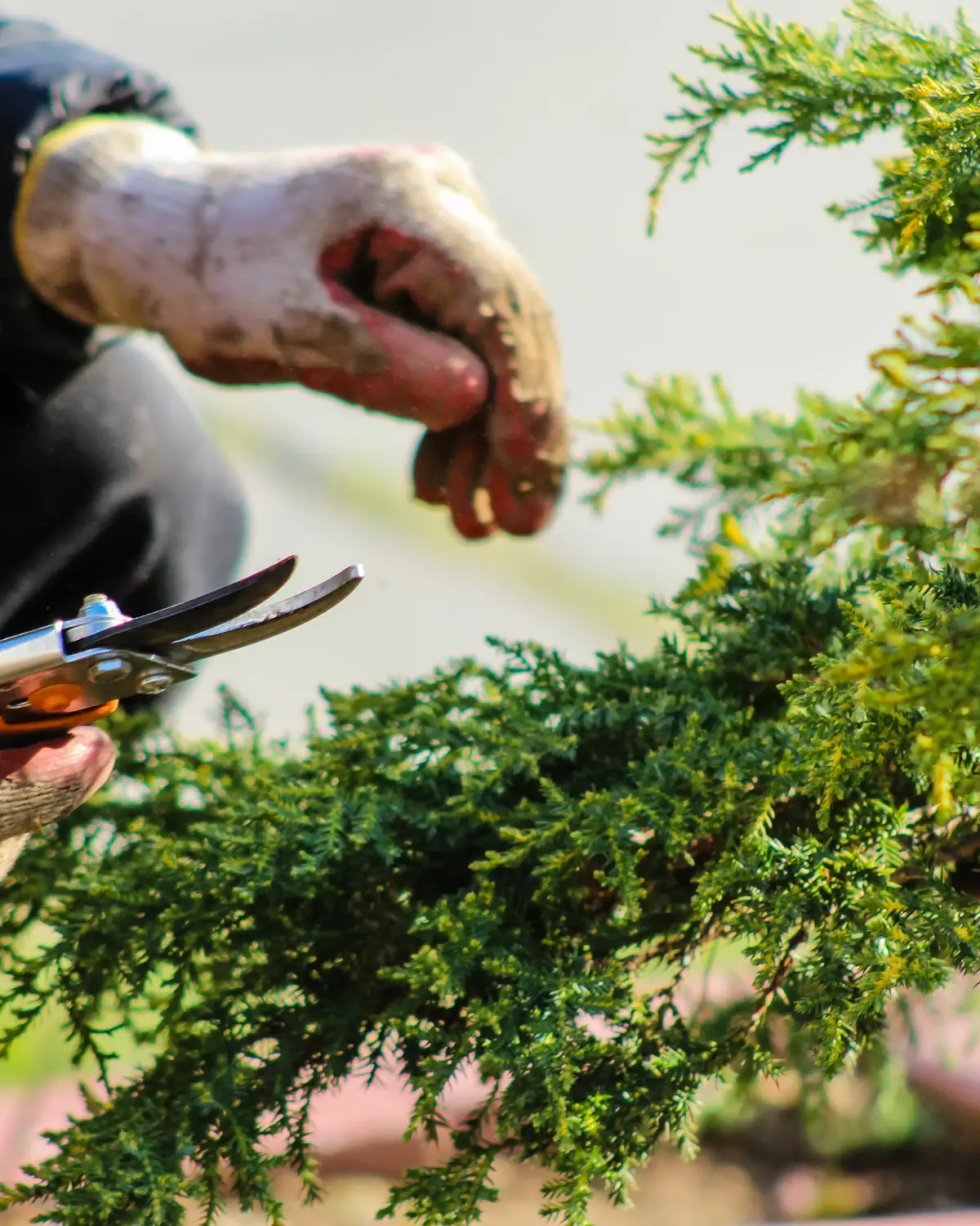 Heckenschnitt mit der Gartenschere